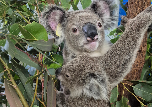 Koala and joey sitting in tree.